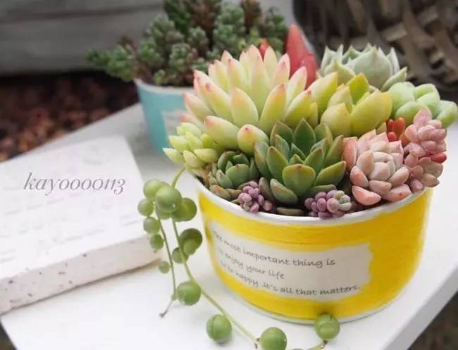 为什么韩国的多肉出名,韩国多肉为什么那么美