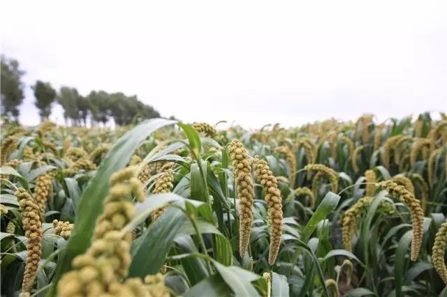 乾安就业创业,乾安招商引资与项目建设