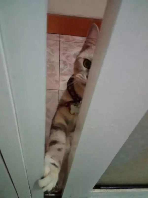 「猫爸百科」喵主子看你上厕所，我想你们是拒绝的！