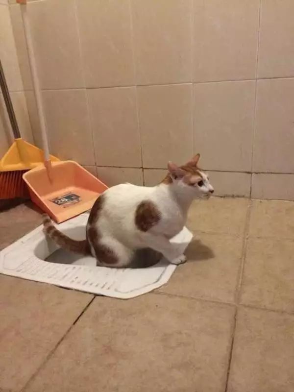 「猫爸百科」喵主子看你上厕所，我想你们是拒绝的！