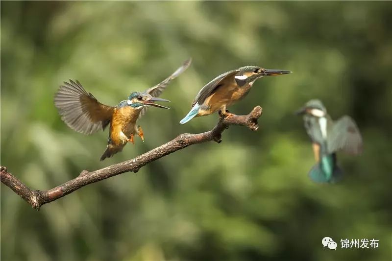 锦州摄影拍鸟,锦州鸟类摄影人