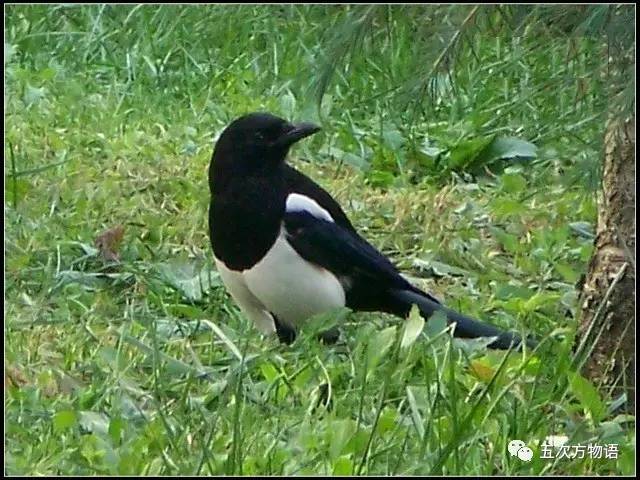 七夕节专属动物,七夕节有什么物种