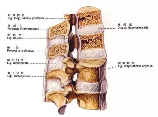 第917期|骨架与平衡!人体架子是练好太极拳的大问题(推荐阅读)