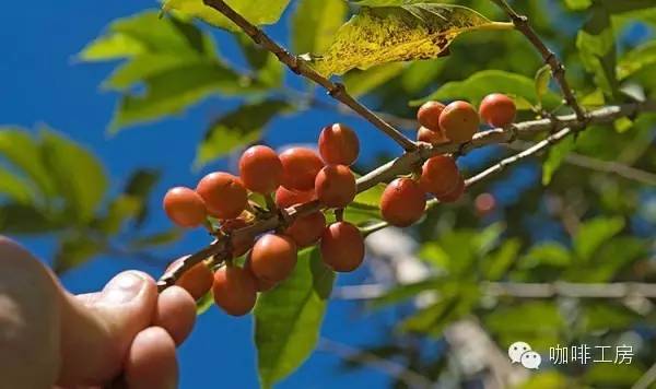 单品咖啡和意式咖啡,咖啡品种科普