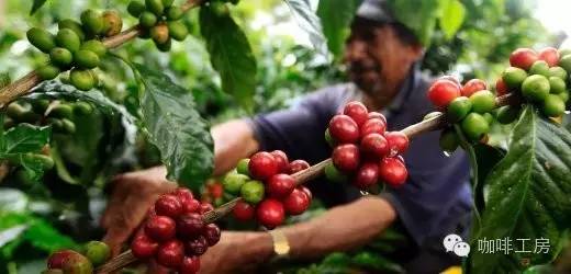 单品咖啡和意式咖啡,咖啡品种科普