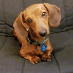 资深宠医教你三步彻底祛除耳螨,爱宠的健康状况你真的了解吗