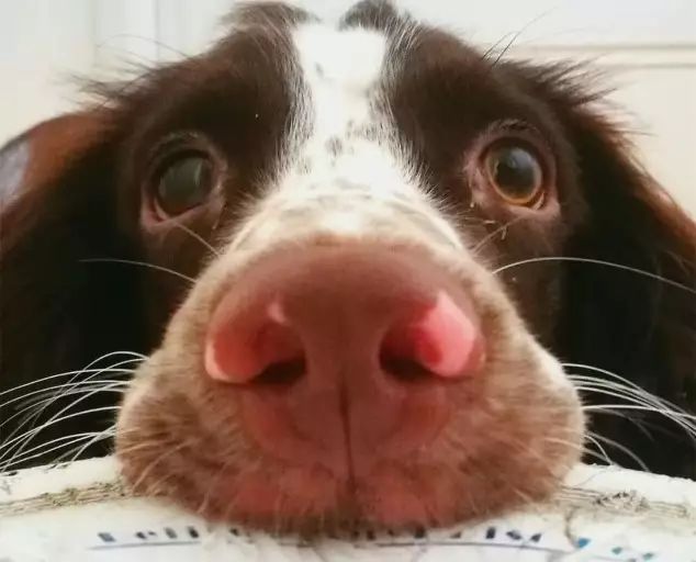 D255-狗爪子、鼻子上长出了石头