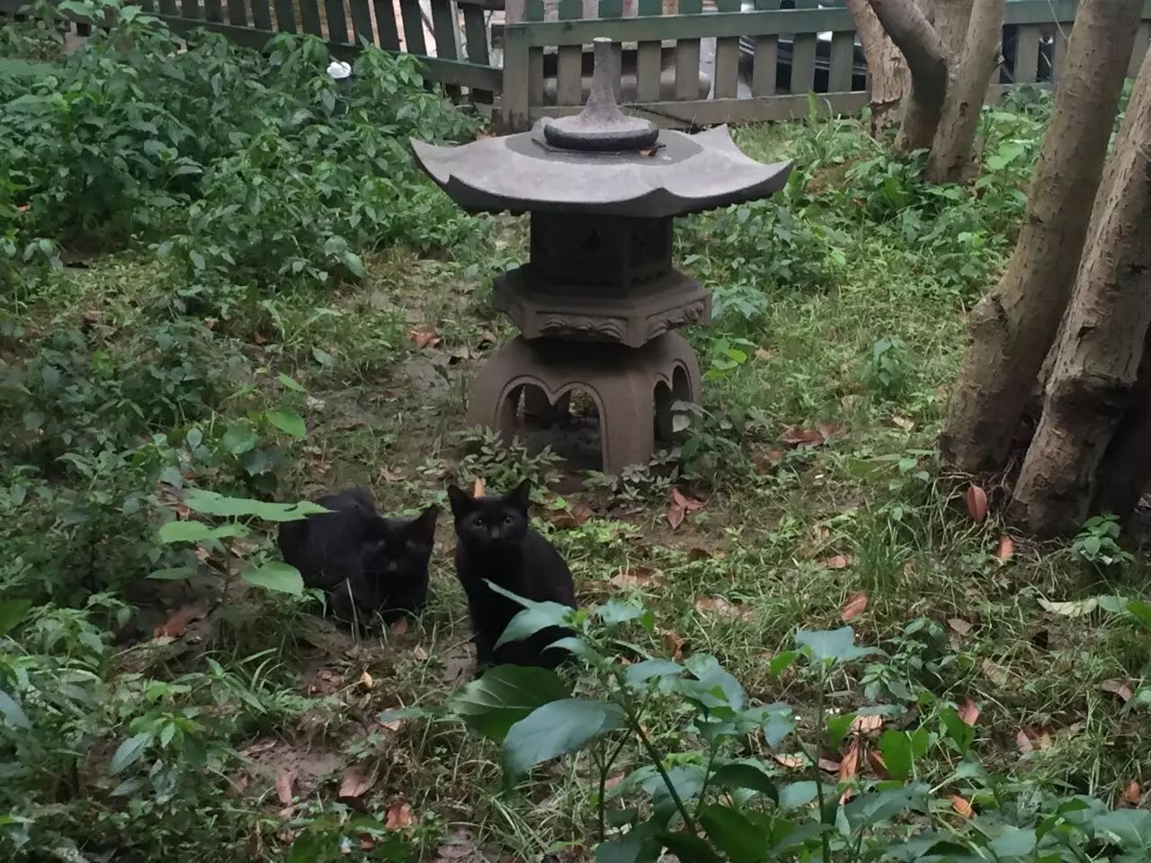 D255-狗爪子、鼻子上长出了石头