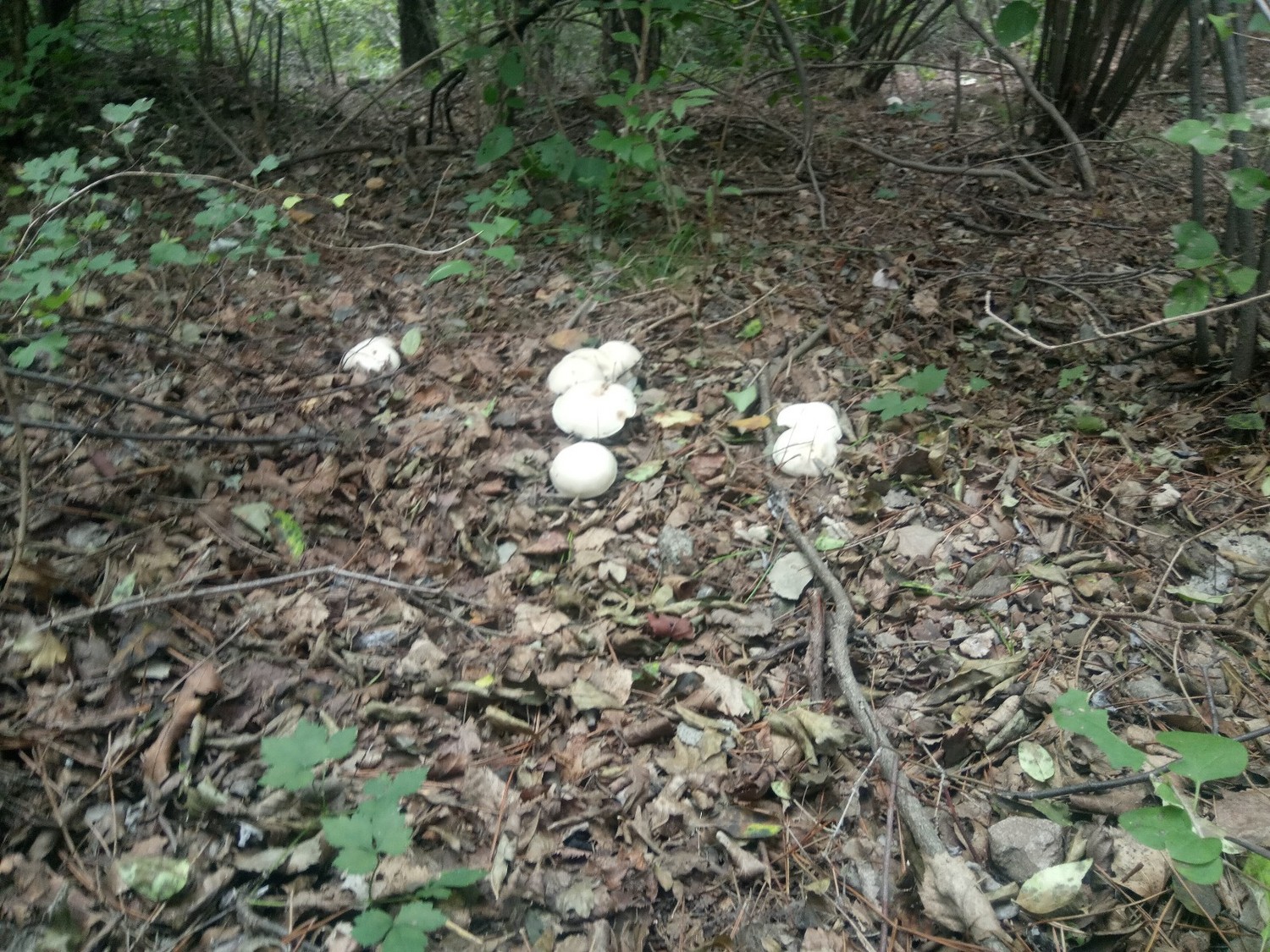 龙聚山庄南区,龙聚山庄全景