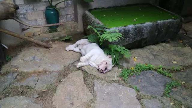 广西最奇特的民宿,广西巴马百魔洞包吃住的民宿