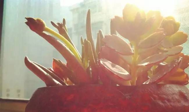 为什么韩国的多肉出名,韩国多肉为什么那么美