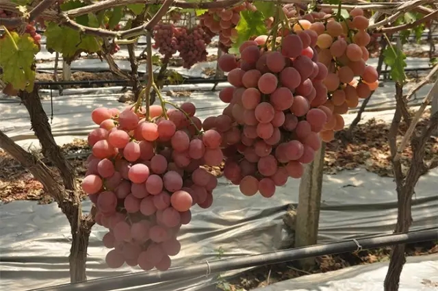 来自浙江农民的心声，三宁肥料，真的好！