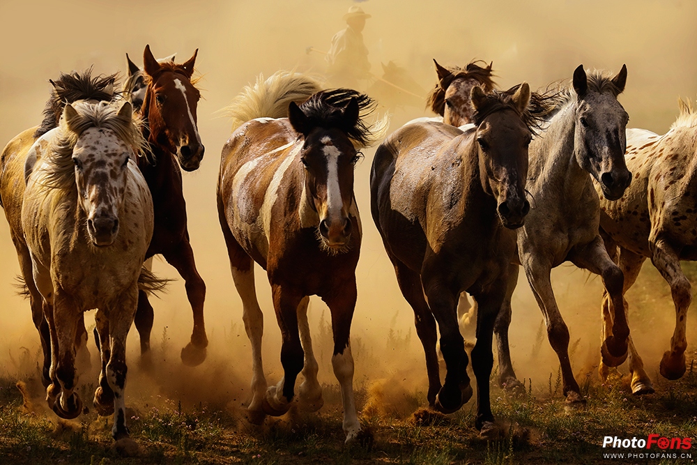 草原奔马拍摄技巧,草原骑马照片怎么拍