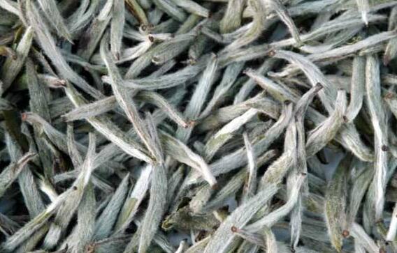 白毫银针是哪里产地,白毫银针的产地