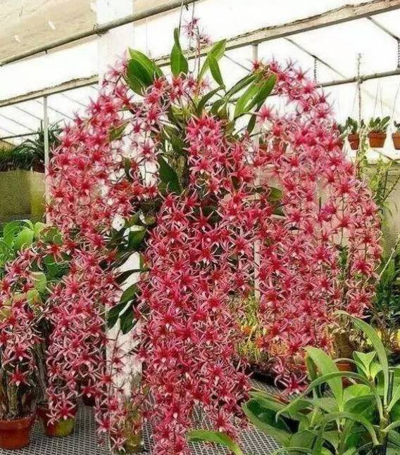 石斛兰的正确养护方法,石斛兰养护的小技巧