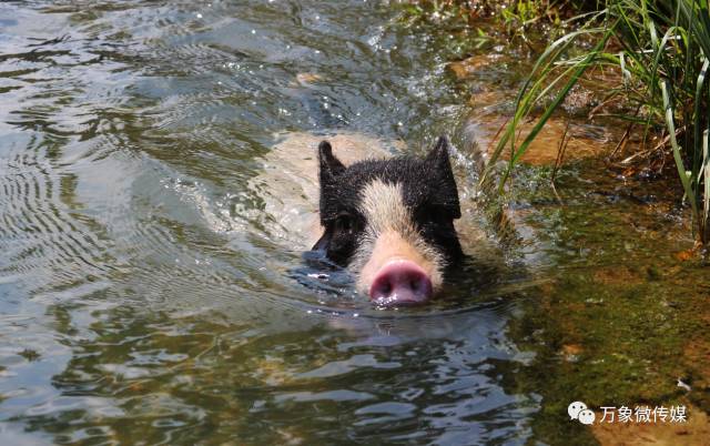 头条丨大家好！我叫巴马，这是我的简历，请多多关照！