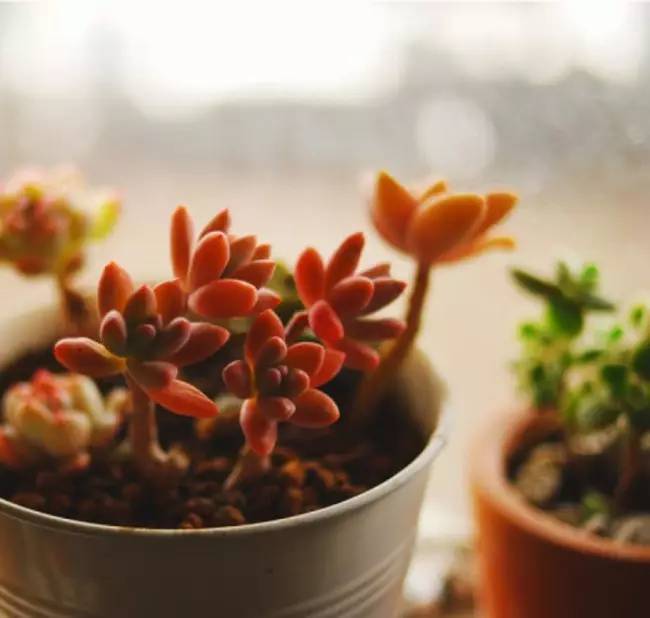 为什么韩国的多肉出名,韩国多肉为什么那么美