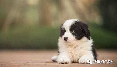 边牧怎么训练才听话的视频,边牧不听话教你几招正确训犬方法