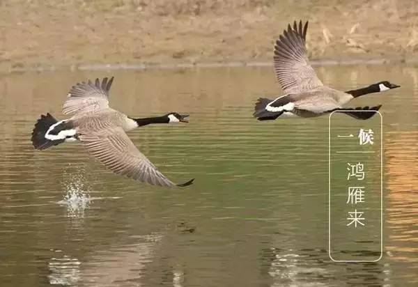 二十四节气白露转秋凉,白露节气落叶知秋凉