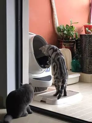 「猫爸百科」喵主子看你上厕所，我想你们是拒绝的！