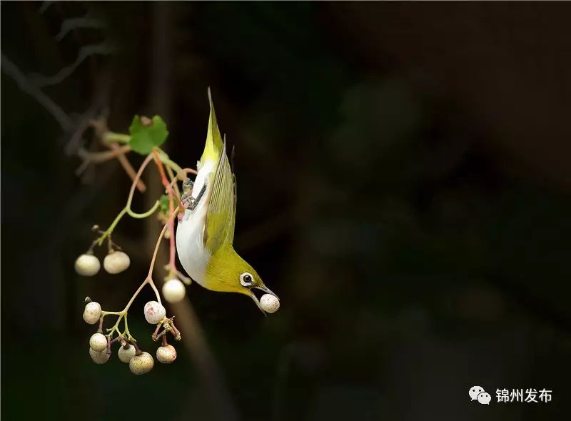 锦州摄影拍鸟,锦州鸟类摄影人