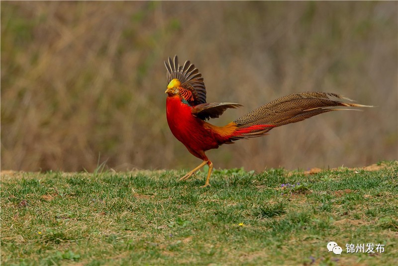 锦州摄影拍鸟,锦州鸟类摄影人