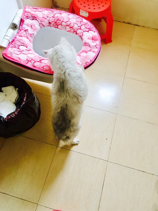 「猫爸百科」喵主子看你上厕所，我想你们是拒绝的！
