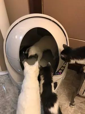 「猫爸百科」喵主子看你上厕所，我想你们是拒绝的！