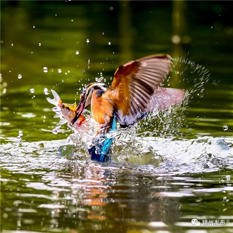 锦州摄影拍鸟,锦州鸟类摄影人