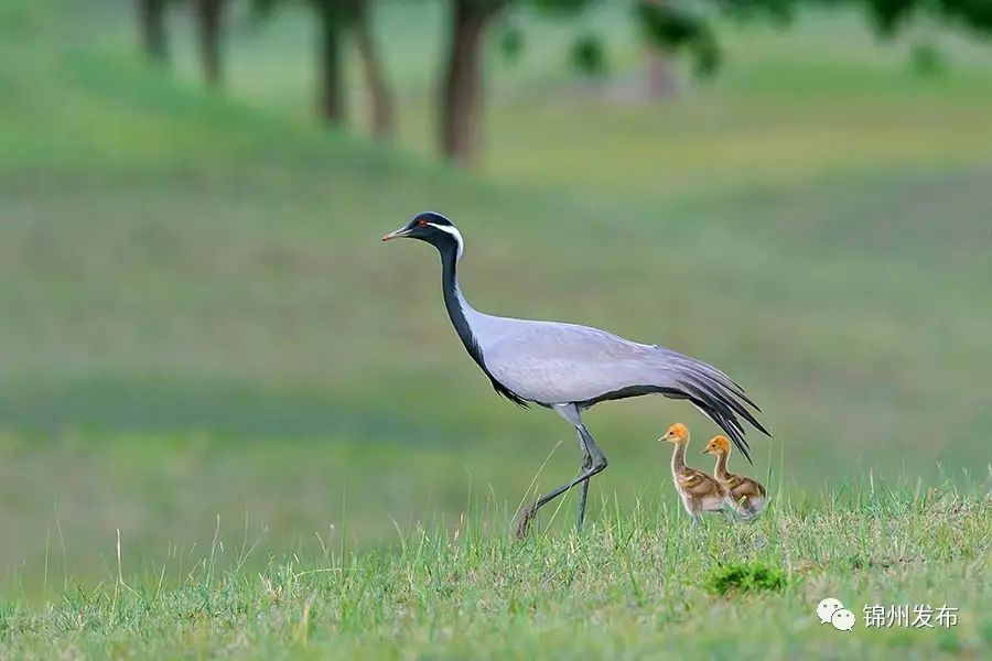 锦州摄影拍鸟,锦州鸟类摄影人
