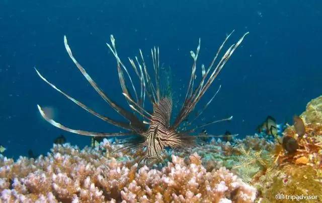 免签的海岛国家,斐济美丽的海滩