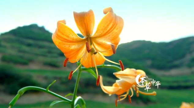 为了看这部豆瓣8.9的纪录片，我去商场买了一台4K电视