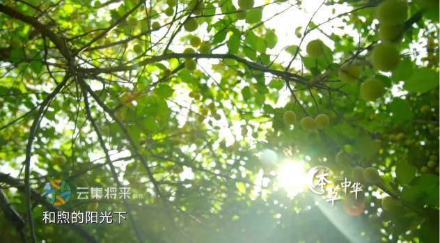 为了看这部豆瓣8.9的纪录片，我去商场买了一台4K电视