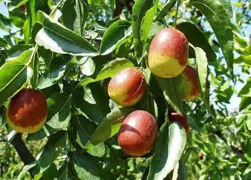 胃不好怎样吃才好,胃不好吃什么饭菜