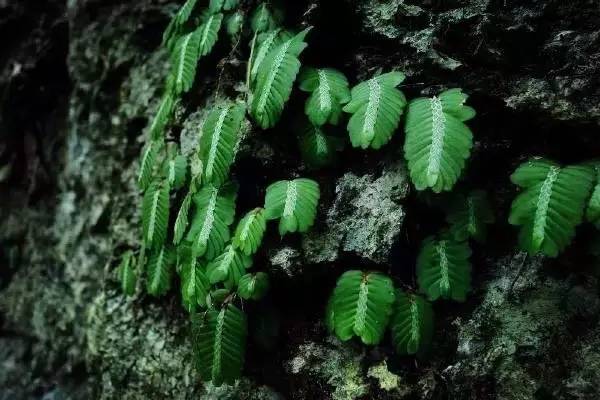 广西地质公园,广西世界地质公园