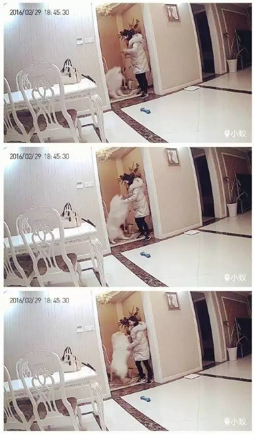 主人不在家狗狗都在想什么,你不在家的时候你的狗狗在干嘛呢