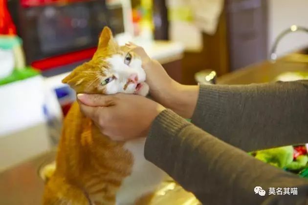 “黑暗系卡哇伊”是什么风格？樋口裕子（YukoHiguchi）笔下的猫咪异想世界