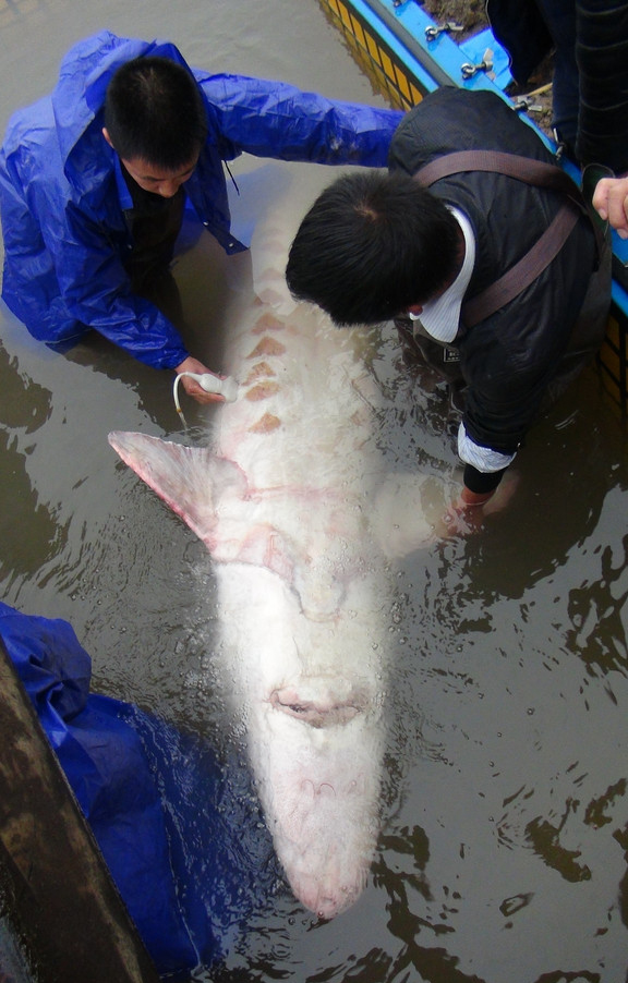 长江的各种濒危物种,长江生物多样性现状