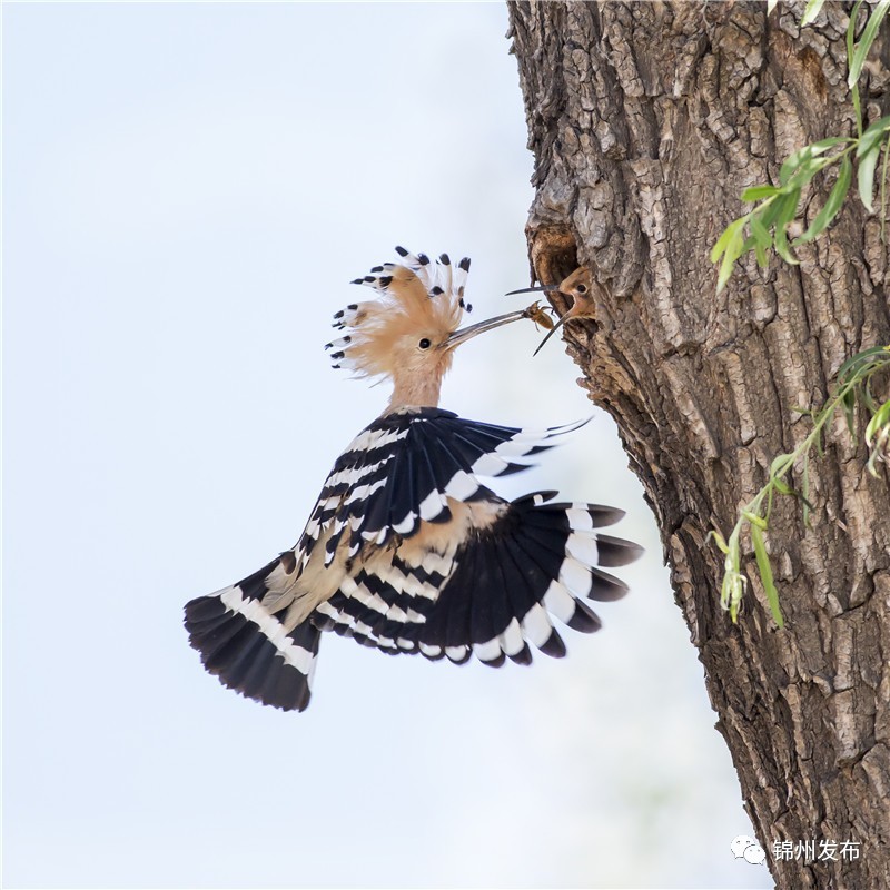 锦州摄影拍鸟,锦州鸟类摄影人