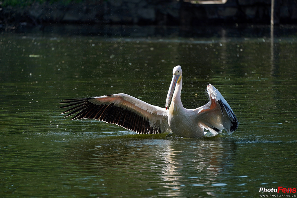 索尼g大师16-35镜头怎么样,索尼sel100400gm