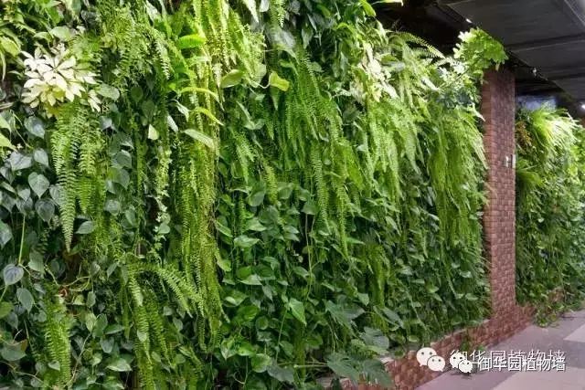 陕西休闲场所植物墙设计,河北休闲场所植物墙施工