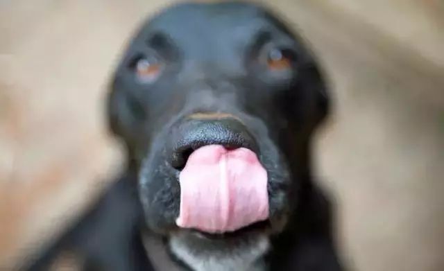 「哏儿都萌宠」——狗狗向你求救的信号,一定要注意