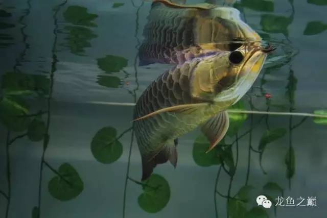 龙鱼驯食的视频,龙鱼怎样训食