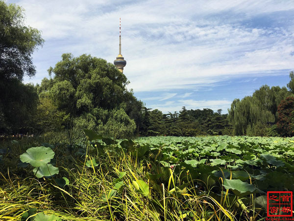 北京最好的草原湿地公园,北京的湿地公园都有哪些