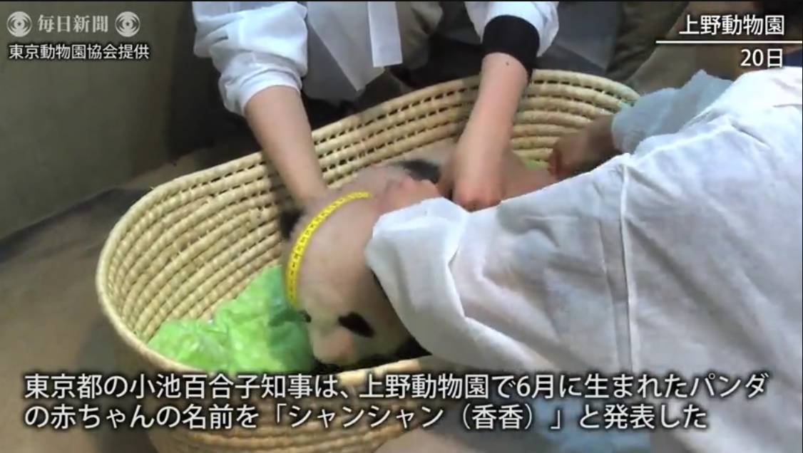 熊猫宝宝起名字是怎么由来的,2021年所有熊猫宝宝名字