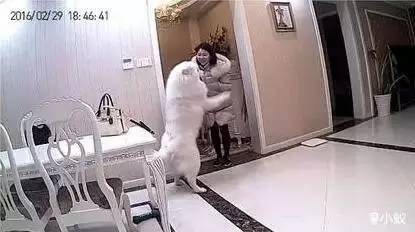 主人不在家狗狗都在想什么,你不在家的时候你的狗狗在干嘛呢