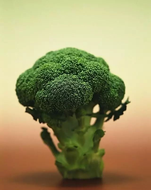 西兰花适合安徽种植吗,阳台种西兰花正确方法