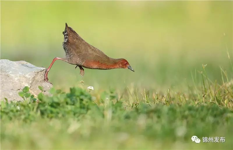 锦州摄影拍鸟,锦州鸟类摄影人