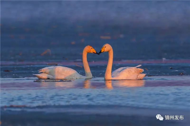 锦州摄影拍鸟,锦州鸟类摄影人