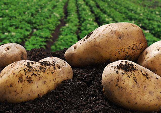 马铃薯土传环腐病造成原因,马铃薯种薯病害防治方案